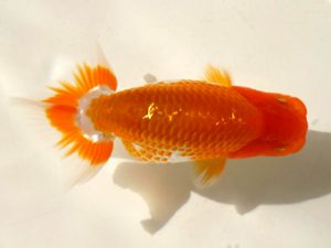 房総らんちう会　研究会 12位　作本守聡