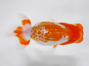 房総らんちう会 研究会 13位　谷　巌