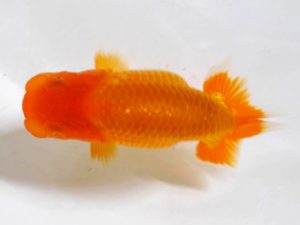 房総らんちう会 研究会 14位　古川裕昭