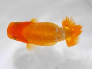 房総らんちう会 研究会 15位　作本守聡