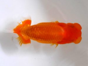 房総らんちう会　研究会　2位　野島隆一