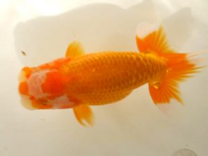 房総らんちう会　研究会　3位　泉澤豊一