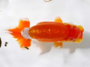 房総らんちう会　研究会　4位　大渕　功