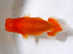 房総らんちう会　研究会　5位　古川裕昭