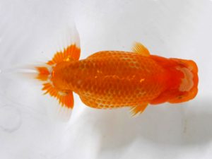 房総らんちう会　研究会 6位　作本守聡