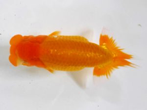 房総らんちう会　研究会　8位　能勢重徳