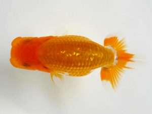 房総らんちう会　研究会 9位　船宝克行