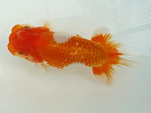 研究会　西大関　市川武男