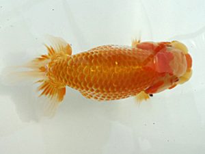 研究会　立行司　植村　薫