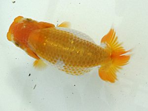 研究会　取締一　海老忠雄