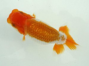 研究会　取締二　宮川正勝