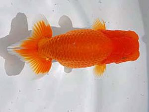 倉敷栄蘭会　東大関　村上暢彦　浅口