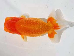 倉敷栄蘭会 行司一　宮崎　豊　倉敷