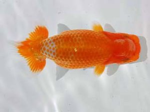 倉敷栄蘭会 行司二　三宅一共　浅口