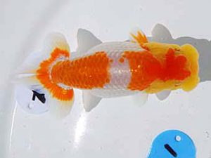 倉敷栄蘭会 行司三　胡本佳孝　玉野