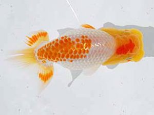 倉敷栄蘭会 東脇行司　白川成也　倉敷