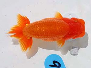 倉敷栄蘭会 西脇行司　三上博教　倉敷