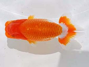 倉敷栄蘭会　西大関　三宅一共　浅口