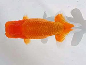 倉敷栄蘭会　立行司　小川寿夫　呉