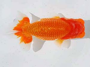 倉敷栄蘭会　東取締　河合隆章　井原