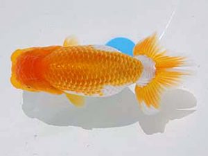 倉敷栄蘭会　西取締　胡本佳孝　玉野