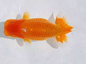 倉敷栄蘭会 東関脇　岩下孝広　尾道