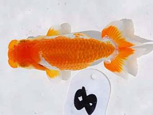 倉敷栄蘭会 東小結　浮森正樹　倉敷