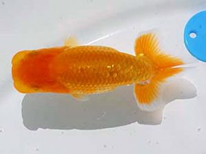 倉敷栄蘭会 西小結　松谷孝次　たつの