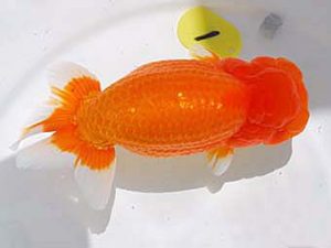 倉敷栄蘭会　東大関　平井孝志　浅口