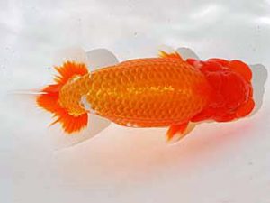 倉敷栄蘭会　立行司　佐藤　茂　井原