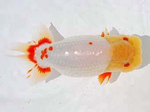 倉敷栄蘭会　東取締　加藤弘志　倉敷