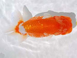 倉敷栄蘭会　西取締　大熊正人　倉敷