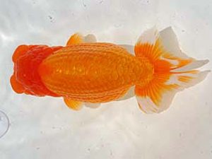 倉敷栄蘭会　中島健一郎　浅口