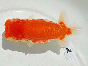 倉敷栄蘭会　西大関　佐藤　茂　井原