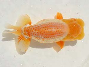 倉敷栄蘭会　立行司　中島健一郎　浅口