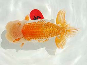 倉敷栄蘭会　西取締　田中広人　倉敷