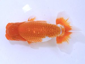 広島らんちゅう会　東大関　野口隆朗　香川