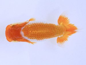 広島らんちゅう会 東勧進元　小川寿夫　呉