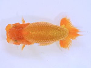 広島らんちゅう会　西勧進元　三上博教　倉敷