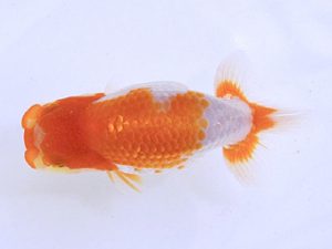 広島らんちゅう会　立行司　河野弘信　尾道