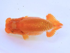 広島らんちゅう会 東関脇　久野満美　呉