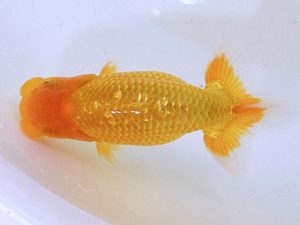 広島らんちゅう会 西関脇　羽原幸次　尾道