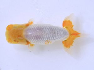 広島らんちゅう会 東小結　羽原幸次　尾道