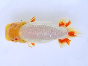 広島らんちゅう会　東大関　中下　勉　広島