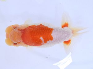 広島らんちゅう会　西大関　藤原　繁　福山