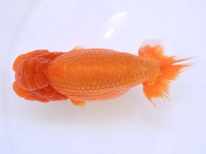 広島らんちゅう会　立行司　三河康宏　広島