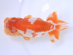 広島らんちゅう会　東取締　福田浩二　松江