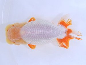 広島らんちゅう会　西取締　田坂三章　世羅