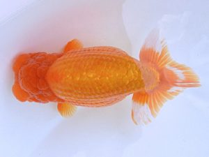 広島らんちゅう会　中島健一郎　浅口