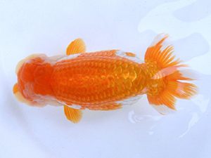 広島らんちゅう会　西大関　梁原隆夫　倉敷